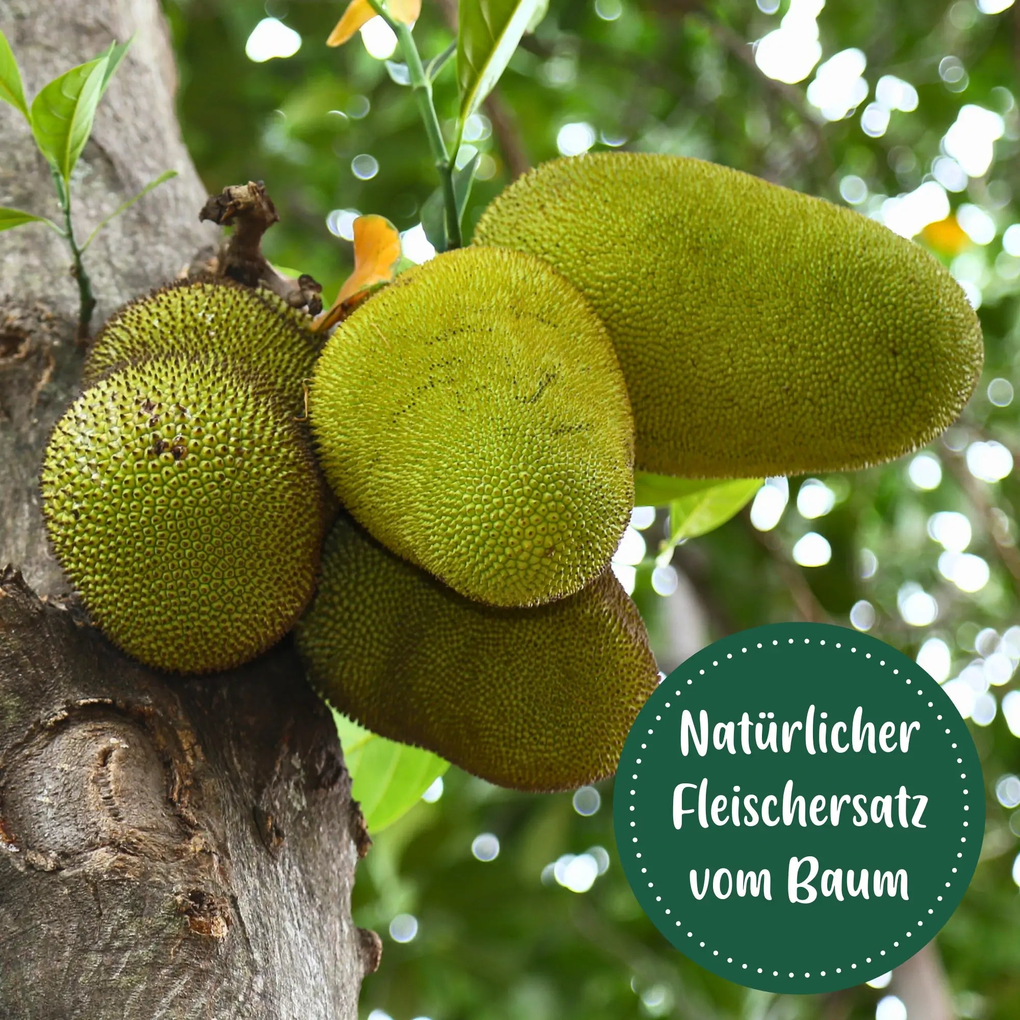 lotao-veggie-hack-jackfruit-natur-fleischersatz-2kg-bio image 6